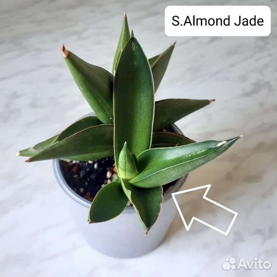 Сансевиерия сортовая Almond Jade
