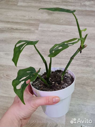 Монстера манки маск