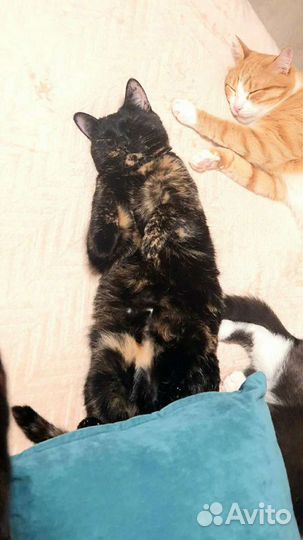 Кошка в дар