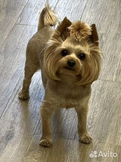 Йоркширский терьер вязка мальчик