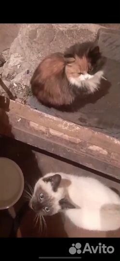 Котята в добрые руки бесплатно