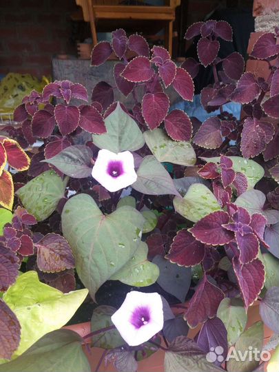 Ипомея батат