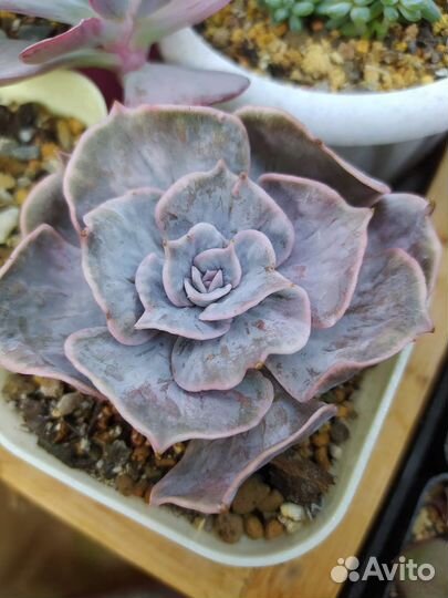 Суккуленты