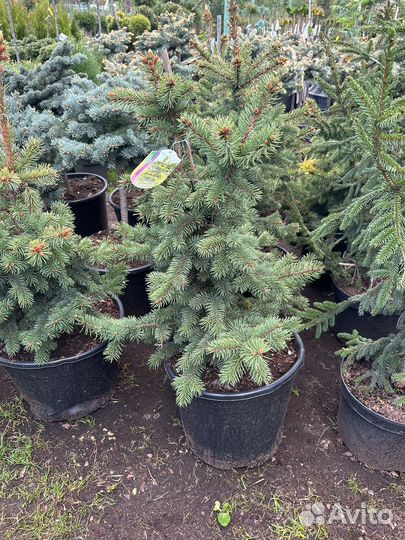 Ель Майголд (Maigold)