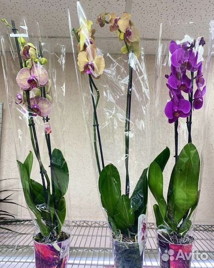 Орхидеи на 2 ветки