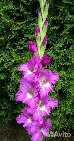 Букет ландышей, пионов, гладиолусов, хризантем