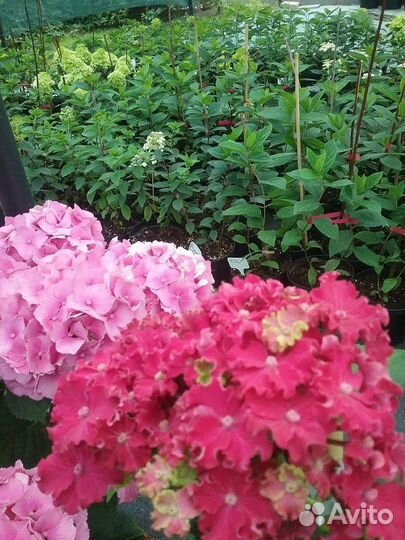 Гортензия метельчатая, древовидная, крупнолистная