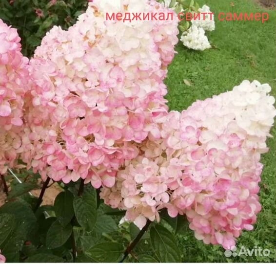 Гортензия саженцы