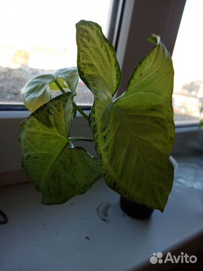 Сингониумы сортовые, отправка почтой