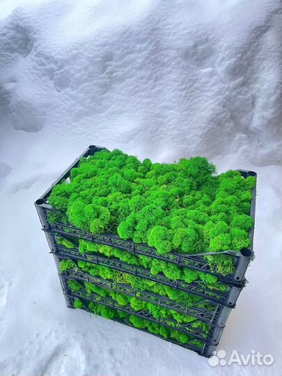 Стабилизированный мох, Оливковый