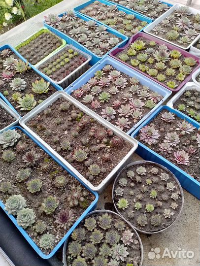 Молодило каменная роза