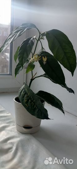 Хойя мультифлора