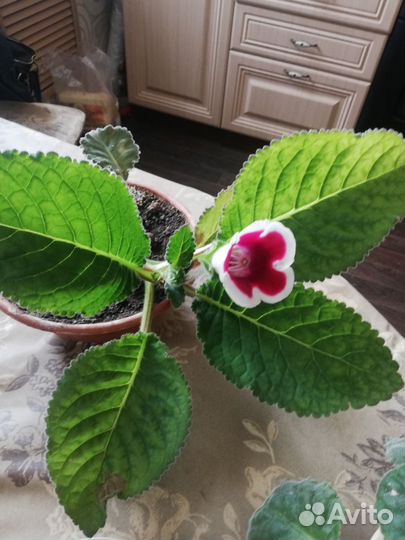 Комнатные цветы