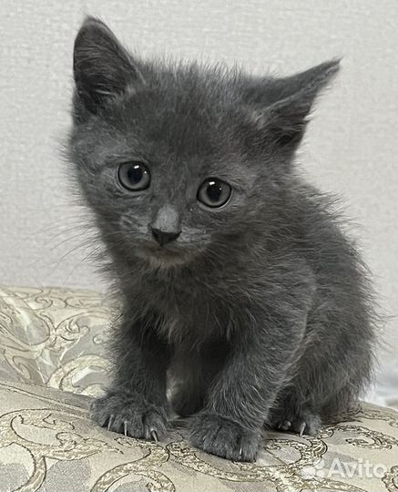 Котятки в добрые руки