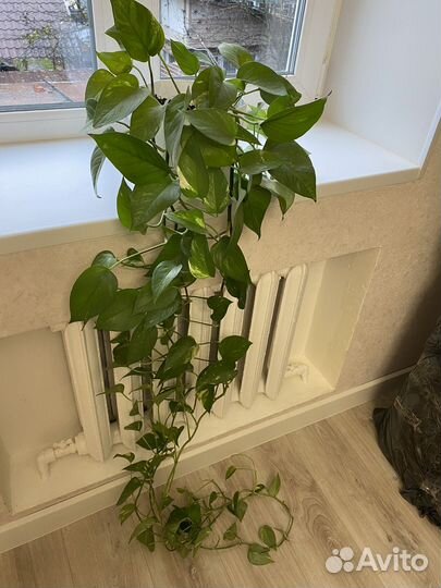 Сциндапсус крупные растения