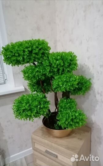 Дерево самшит