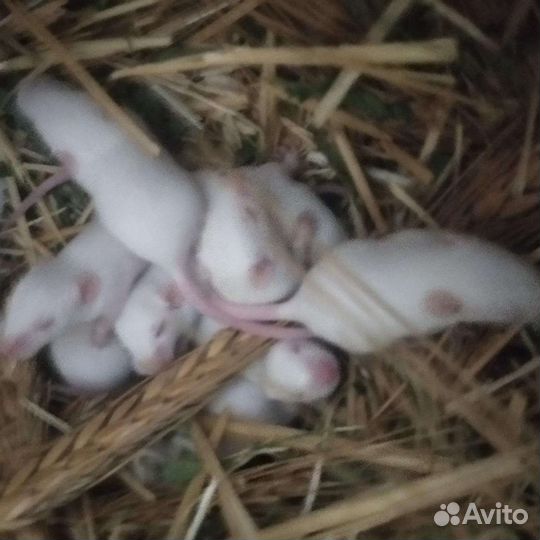 Мышата кормовые