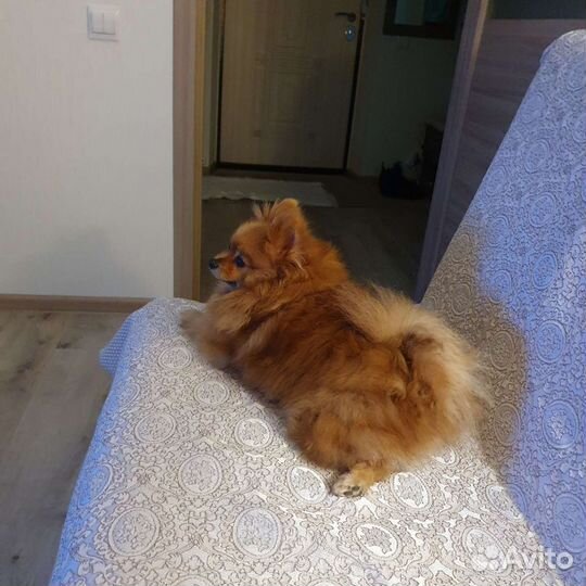 Передержка для собак