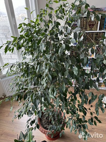 Фикус бенджамина большой
