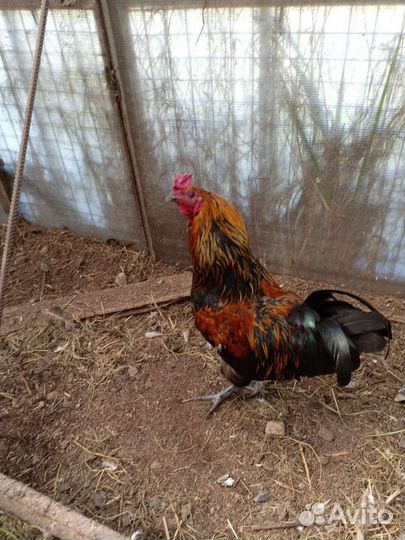 Овцы петухи