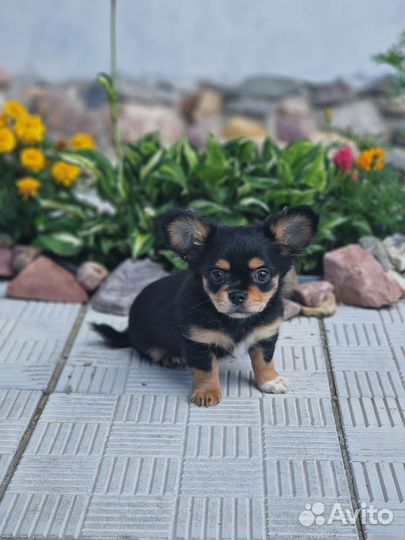 Щенки чихуахуа длинношерстные