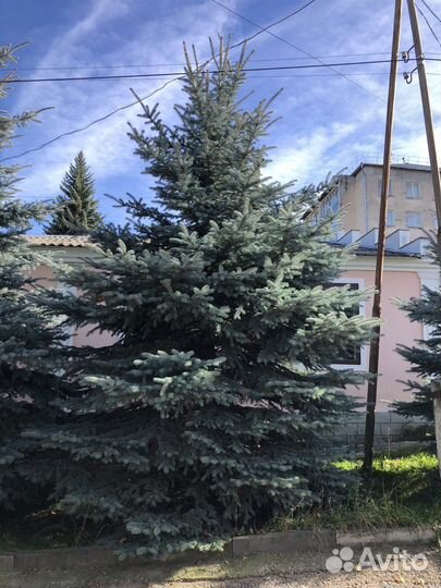 Ель голубая