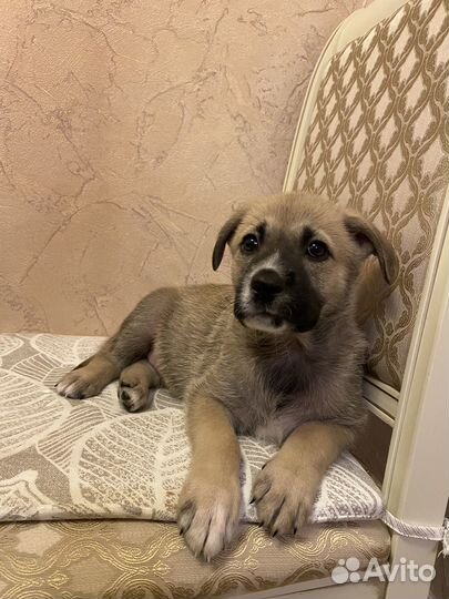 Щенок ищет дом