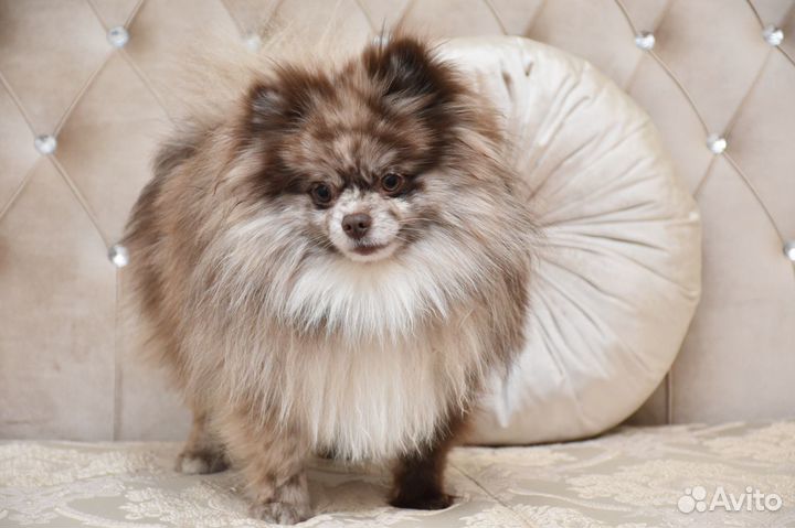 Кобель для вязки шпиц