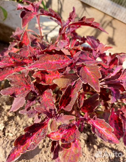 Колеусы вегетативные