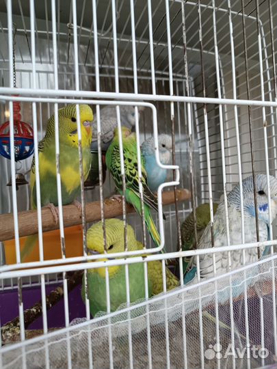 Волнистые попугаи и чехи ввп