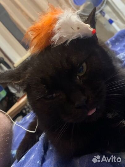 Кошечка в добрые руки