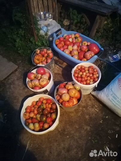 Помидоры и огурцы