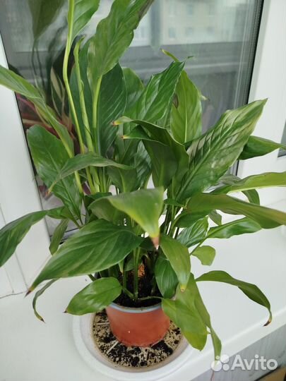 Спатифиллум