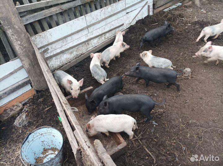 Поросята