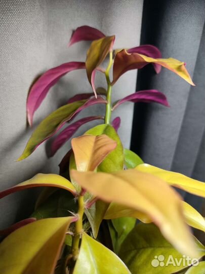 Переския Годсеффа