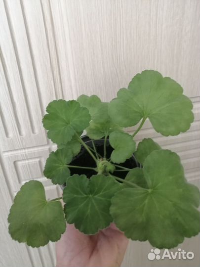 Пеларгония герань белая