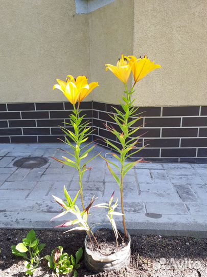 Лилия желтая