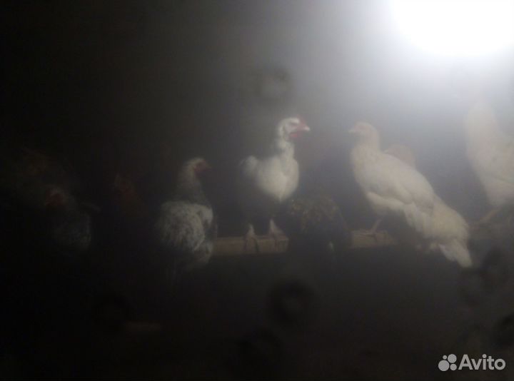 Куры молодки