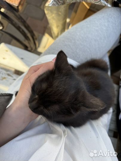 Девочка котёнок