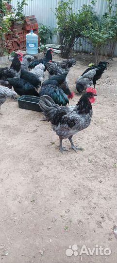 Билефельдер и Австролорп петух