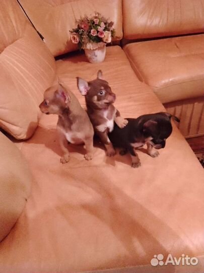 Чихуахуа щенки