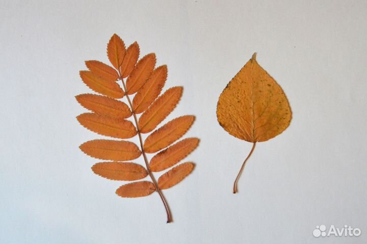 Гербарий. 9 шт. Для поделок, аппликаций в школу, д