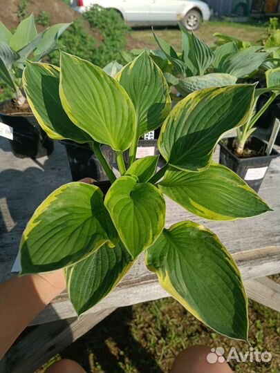 Хвойные, хосты, розы, многолетники, плодовые и др