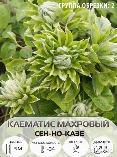 Вьющиеся растения