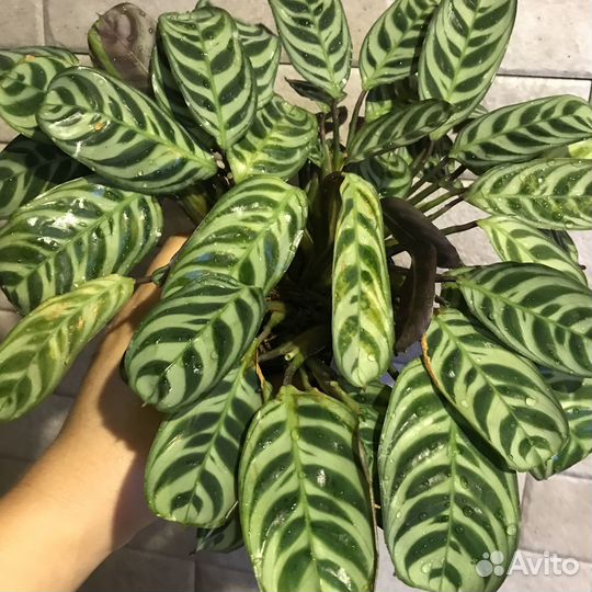 Ктенанта Бурле Маркс