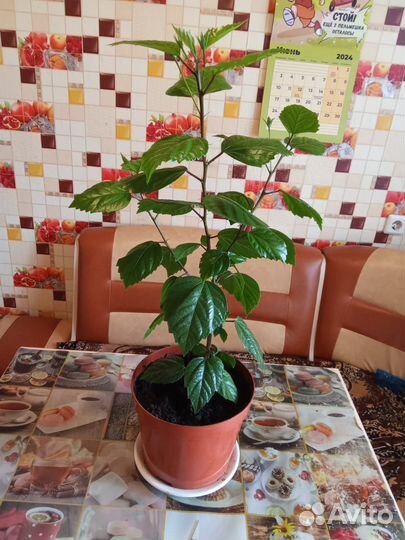 Комнатные цветы