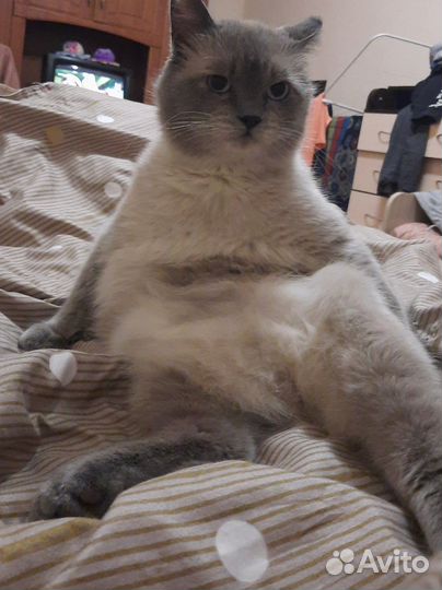 Кот в очень добрые руки