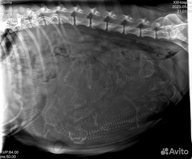 Искусственная вязка собак