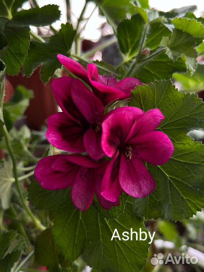 Королевская пеларгония