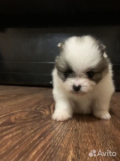 Щенки шпица